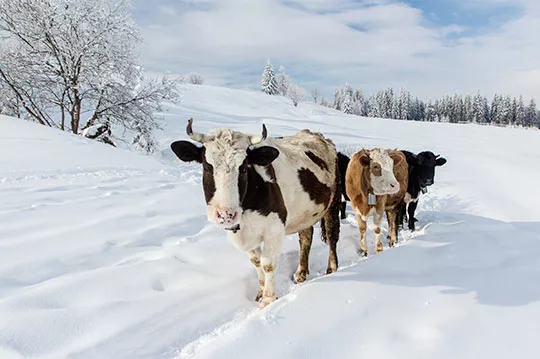 fromages hiver sodiaal